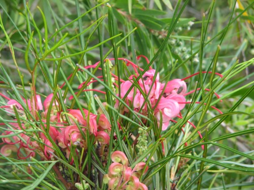 Australian Inland Botanic Gardens near Mildura