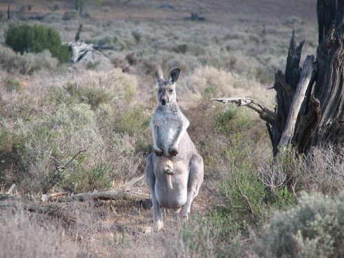 Kangaroo and joey, Murray-Sunset NP, Victoria Kangaroo and joey, Murray-Sunset NP, Victoria