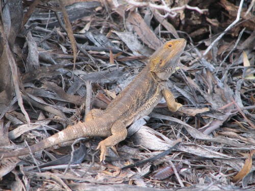 Bearded Dragon lizard, Murray-Sunset National Park Bearded Dragon lizard, Murray-Sunset National Park
