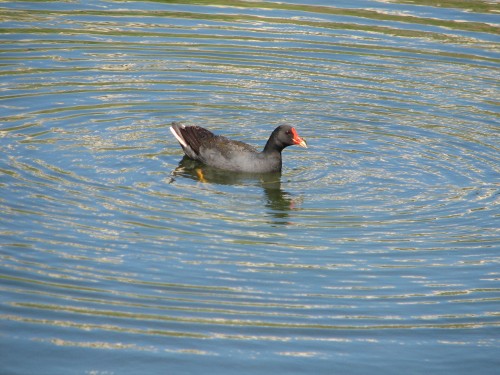 Dusky Moorhen Dusky Moorhen