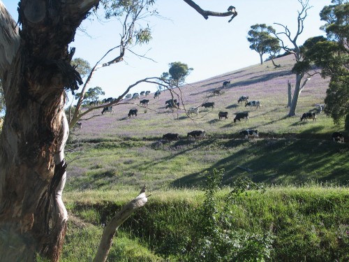 Paris Creek, Mt Lofty Ranges, South Australia Paris Creek, Mt Lofty Ranges, South Australia