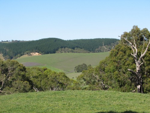 Pine forests, Paris Creek district, South Australia Pine forests, Paris Creek district, South Australia