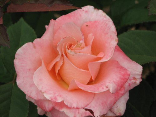 Adelaide International Rose Garden
