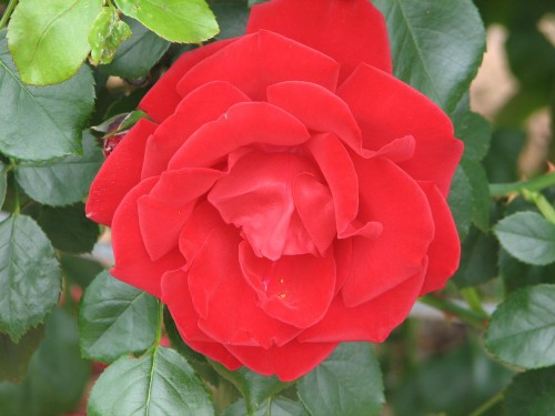Adelaide International Rose Garden