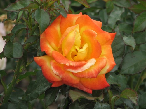 Adelaide International Rose Garden