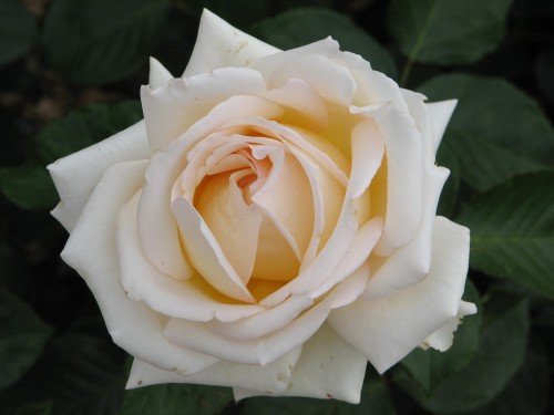 Adelaide International Rose Garden