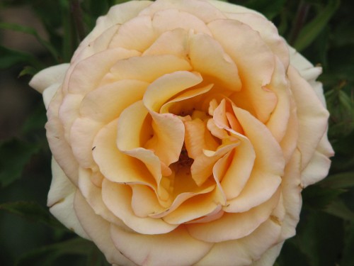 Adelaide International Rose Garden