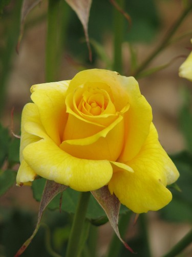 Adelaide International Rose Garden