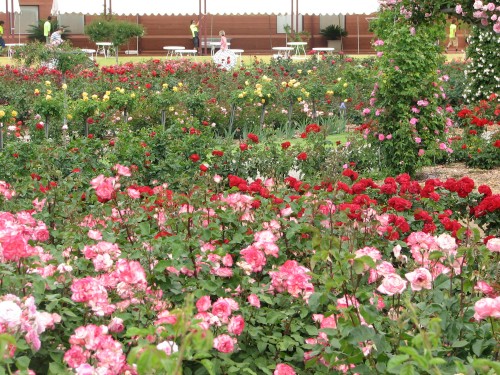 Adelaide International Rose Garden