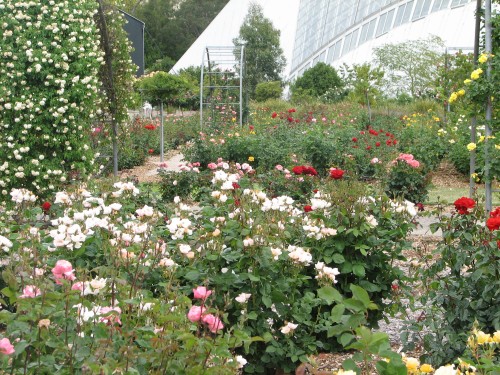 Adelaide International Rose Garden