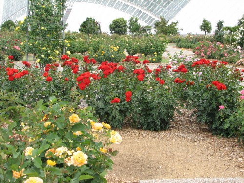 Adelaide International Rose Garden