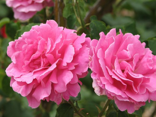 Adelaide International Rose Garden