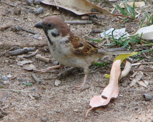 Eurasian Tree Sparrow Eurasian Tree Sparrow