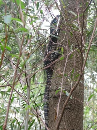 Goanna, Lane Cove National Park, Sydney Goanna, Lane Cove National Park, Sydney