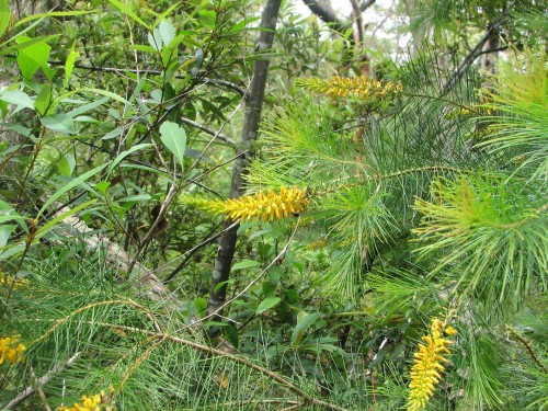 Plants and flowers of Lane Cove National Park, Sydney Plants and flowers of Lane Cove National Park, Sydney