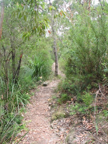Plants and flowers of Lane Cove National Park, Sydney Plants and flowers of Lane Cove National Park, Sydney