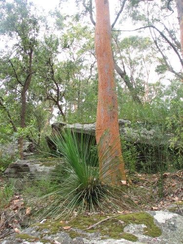 Plants and flowers of Lane Cove National Park, Sydney Plants and flowers of Lane Cove National Park, Sydney