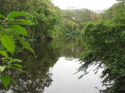 Lane Cove National Park, Sydney