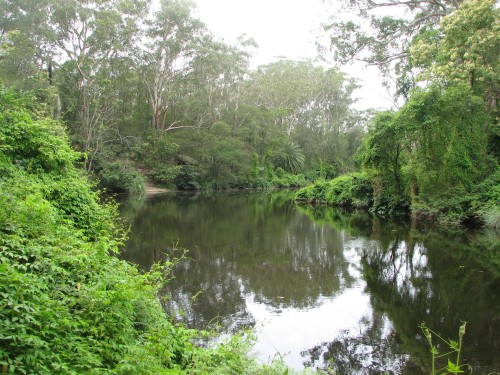 Lane Cove National Park, Sydney