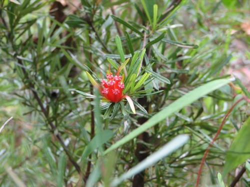 Plants and flowers of Lane Cove National Park, Sydney Plants and flowers of Lane Cove National Park, Sydney