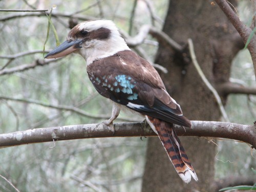 Laughing Kookaburra, Lane Cove National Park, Sydney