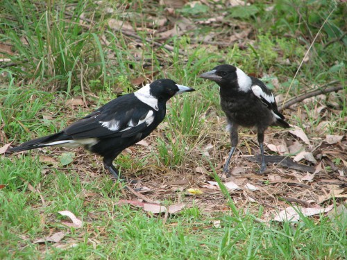 Australian Magpies (Black-backed)