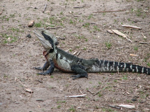 Eastern Water Dragon, Lane Cove National Park, Sydney Eastern Water Dragon, Lane Cove National Park, Sydney