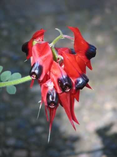 Sturt Desert Pea, Australian National Botanic Gardens Sturt Desert Pea, Australian National Botanic Gardens