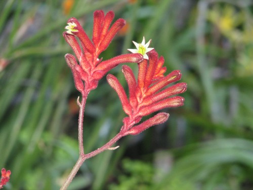Kangaroo Paw flower, Australian National Botanic Gardens Kangaroo Paw flower, Australian National Botanic Gardens