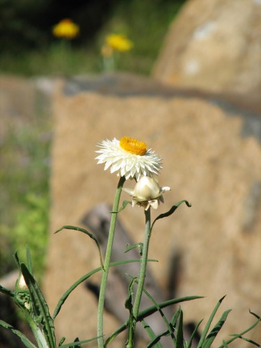 Daisy, Australian National Botanic Gardens, Canberra Daisy, Australian National Botanic Gardens, Canberra