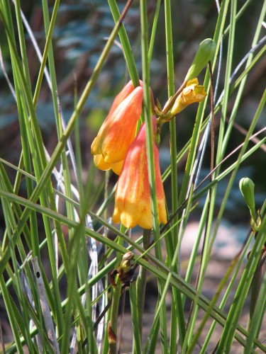 Flowers, Australian National Botanic Gardens, Canberra Flowers, Australian National Botanic Gardens, Canberra