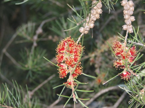 Flowers in the Australian National Botanic Gardens, Canberra Flowers in the Australian National Botanic Gardens, Canberra