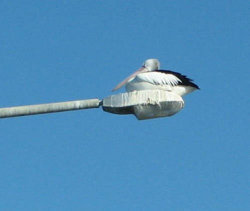 Australian Pelican, Bateman's Bay Australian Pelican, Bateman's Bay
