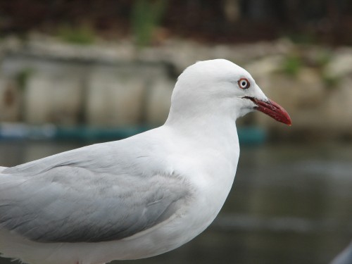 Silver Gull, Sydney Fish Markets