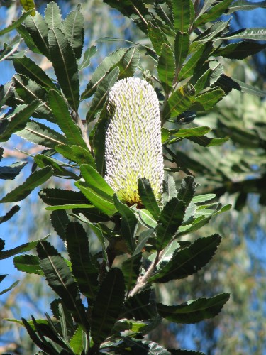 Banksia flower, Australian National Botanic Gardens, Canberra Banksia flower, Australian National Botanic Gardens, Canberra