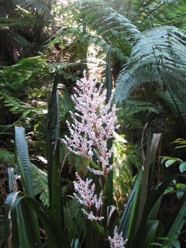 Flower in the fern gully, Australian National Botanic Gardens Flower in the fern gully, Australian National Botanic Gardens