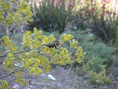 Eastern Spinebill on Kangaroo Paw flowers, Botanic Gardens, Canberra Eastern Spinebill on Kangaroo Paw flowers, Botanic Gardens, Canberra