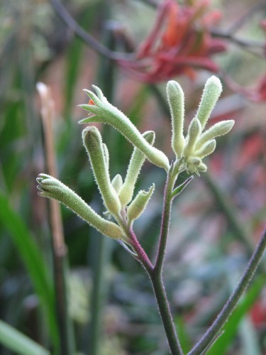 Kangaroo Paw flower, Australian National Botanic Gardens, Canberra Kangaroo Paw flower, Australian National Botanic Gardens, Canberra