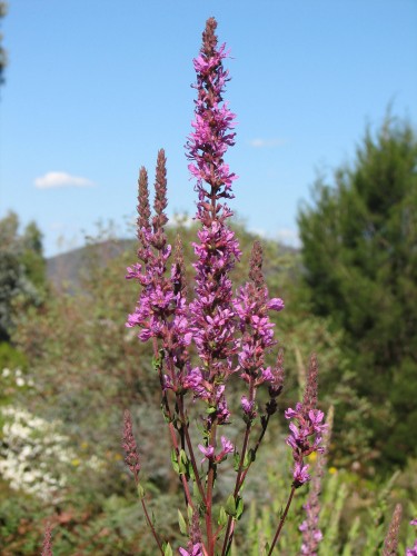 Flowers, Australian National Botanic Gardens, Canberra Flowers, Australian National Botanic Gardens, Canberra