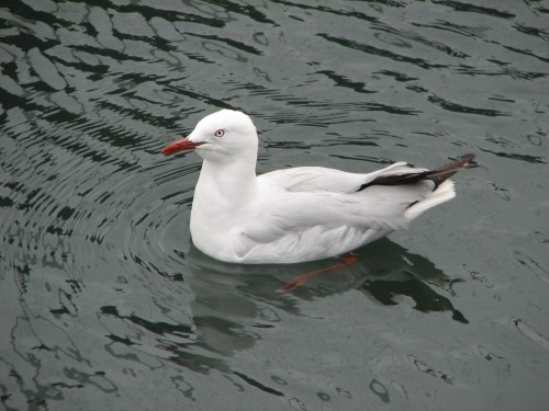Silver Gull, Sydney Fish Markets
