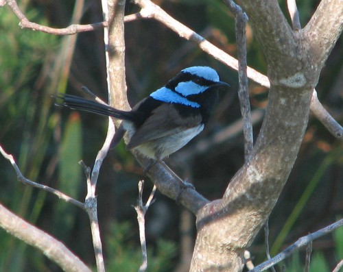 Superb Fairy-wren, Eden, south coast of New South Wales Superb Fairy-wren, Eden, south coast of New South Wales