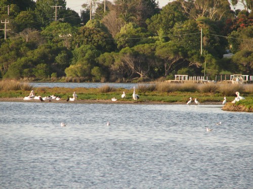 Bird life, Mallacoota, Victoria Bird life, Mallacoota, Victoria