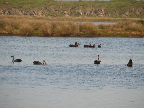 Black Swans, Mallacoota, Victoria Black Swans, Mallacoota, Victoria