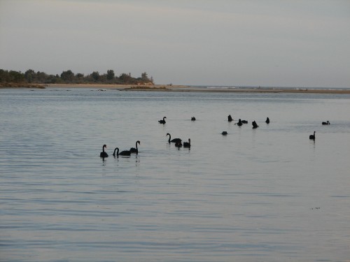 Black Swans, Mallacoota, Victoria Black Swans, Mallacoota, Victoria