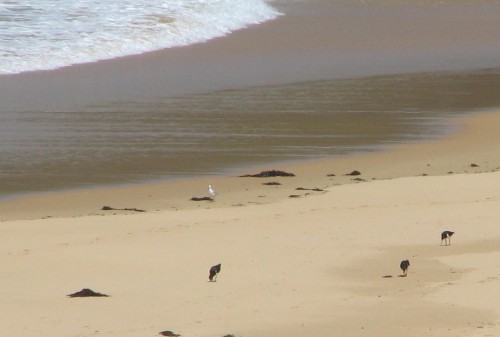 Pied Oystercatchers, Mimosa Rocks National Park Pied Oystercatchers, Mimosa Rocks National Park