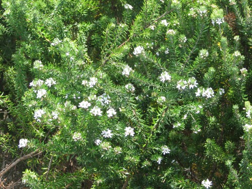 Flowers, Mystery Bay, south coast of New South Wales Flowers, Mystery Bay, south coast of New South Wales