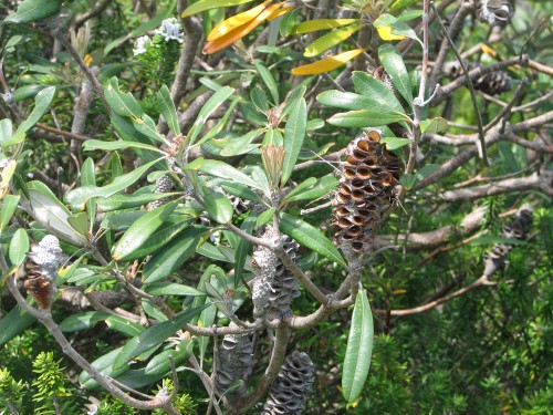 Banksia seed cones, Mystery Bay, south coast of New South Wales Banksia seed cones, Mystery Bay, south coast of New South Wales