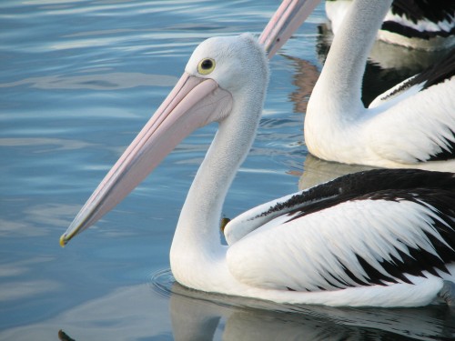 Australian Pelican, Mallacoota, Victoria