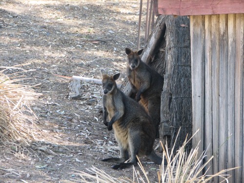 Bendigo Botanic Gardens - Swamp Wallabies Bendigo Botanic Gardens - Swamp Wallabies