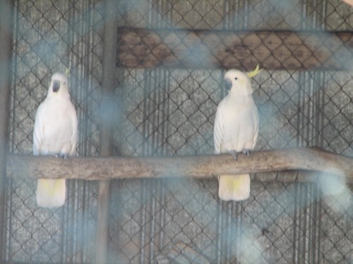 Bendigo Botanic Gardens - Sulphur-crested cockatoos Bendigo Botanic Gardens - Sulphur-crested cockatoos